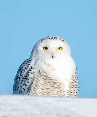 Snowy Owl.jpg