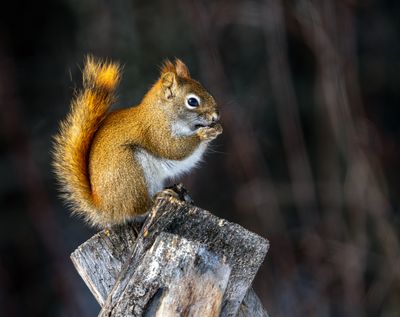 Squirrel.jpg