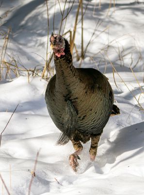Turkey in the Snow.jpg