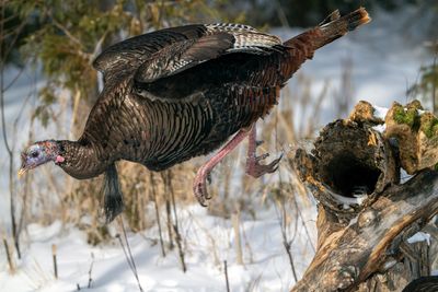Turkey Jumping Down.jpg