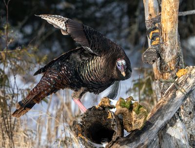 Turkey Perched.jpg