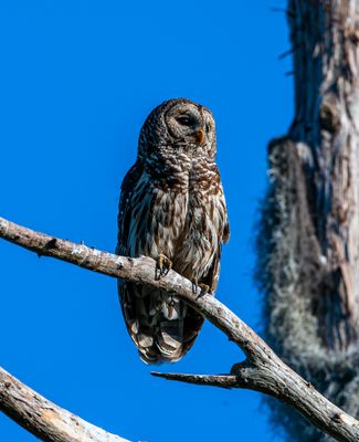 Barred Owl and Blue Sky.jpg