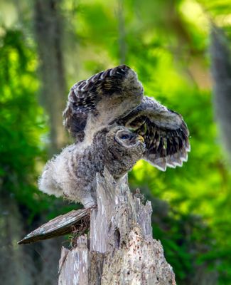 Barred Owl Fledgling Stretching His Wings.jpg