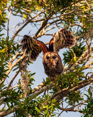 Barred Owl Launching.jpg