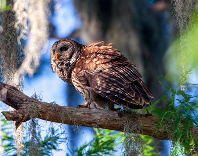 Barred Owl on a Branch.jpg