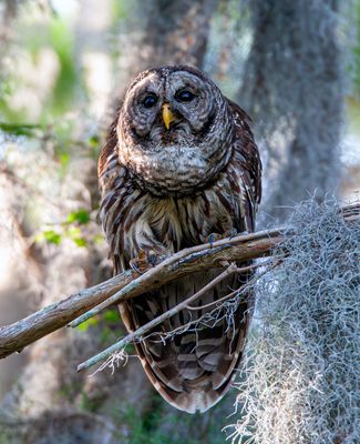 Barred Owl with Talons in the Branch.jpg