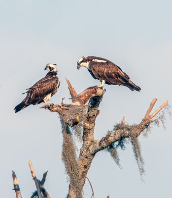 Osprey in the Tree.jpg