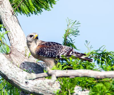 Red Shoulder Hawk on a Branch.jpg