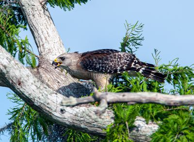 Red Shoulder Hawk.jpg