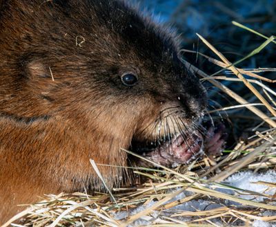 Muskrat Closeup Eating.jpg
