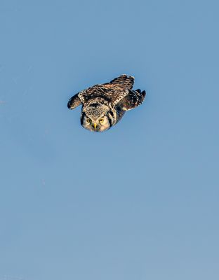 NHO Bullet Time.jpg