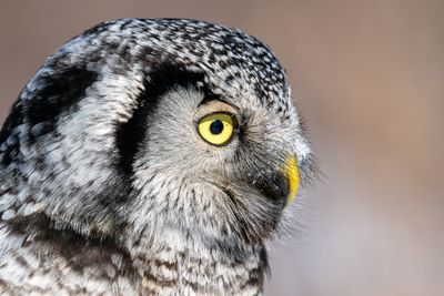 NHO Closeup Profile.jpg