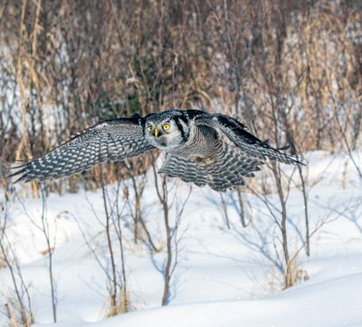 NHO Coming In for a Landing.jpg
