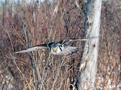 NHO Flying Against the Brush.jpg