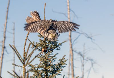NHO Launching from a Skinny Tree.jpg