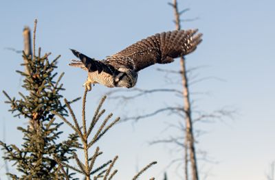 NHO Launching From the Treetop.jpg