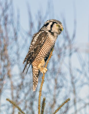 NHO on a Narrow Perch.jpg