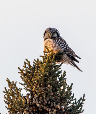 NHO on the Treetop.jpg