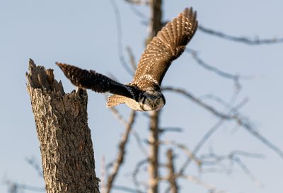 NHO on the Wing in Sax-Zim.jpg