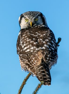 NHO Stare.jpg