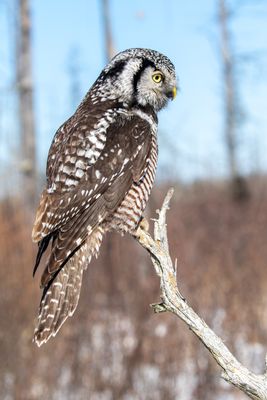 Northern Hawk Owl at Sax-Zim.jpg