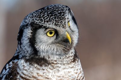 Northern Hawk Owl Head Cocked to the Side.jpg