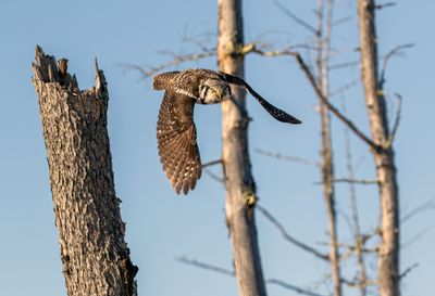 Northern Hawk Owl Launching from a Dead Tree.jpg