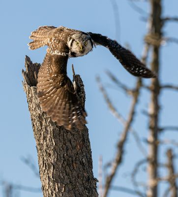 Northern Hawk Owl Launching in the Mid-Day Sun.jpg