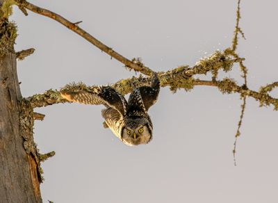 Northern Hawk Owl Launching with snow.jpg