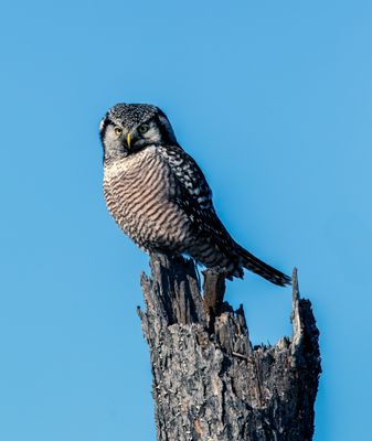 Northern Hawk Owl on a Snag in the Bog.jpg