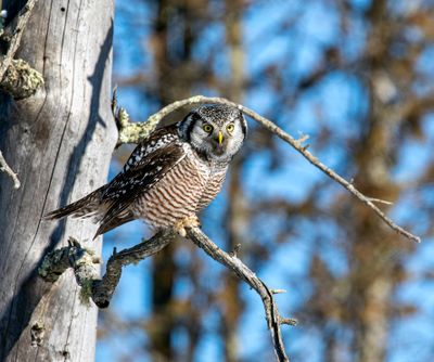 Northern Hawk Owl Perched on a Branch.jpg