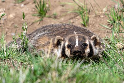 Badger Getting Low.jpg