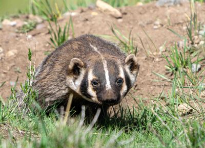Badger in Little America.jpg