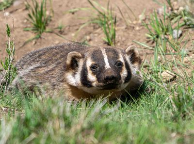 Badger Low to the Ground.jpg