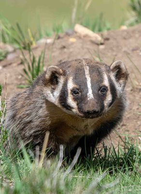 Badger Staring.jpg