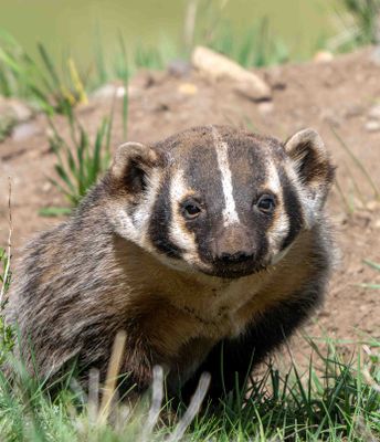 Badger.jpg