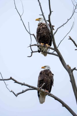 Bald Eagles Near Tom Minor.jpg