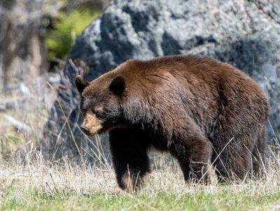 Big Cinnamon Black Bear at Slough Creek.jpg