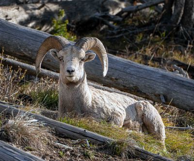 Bighorn Ram.jpg