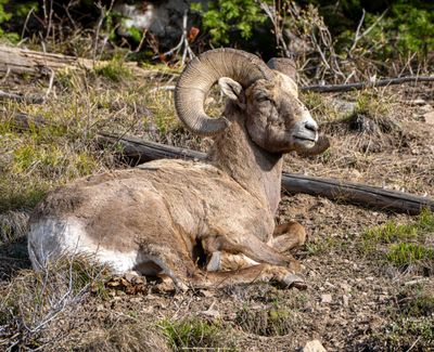 Bighorn.jpg