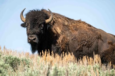 Bison in Little America.jpg