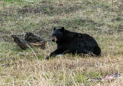 Black bear at Floating Island Lake Guarding the Carcass.jpg