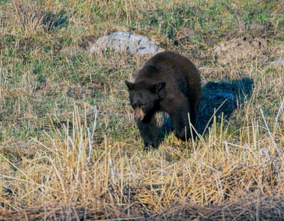 Black Bear at Floating Island Lake Heading for the Water.jpg