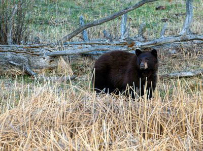 Black Bear at Floating Island Lake in the Tall Reeds.jpg