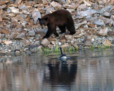 Black Bear at Floating Island Lake Next to a Goose.jpg
