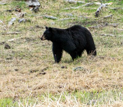 Black bear at Floating Island Lake on Alert.jpg