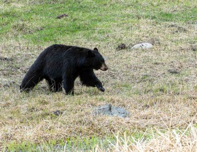 Black bear at Floating Island Lake On Patrol.jpg