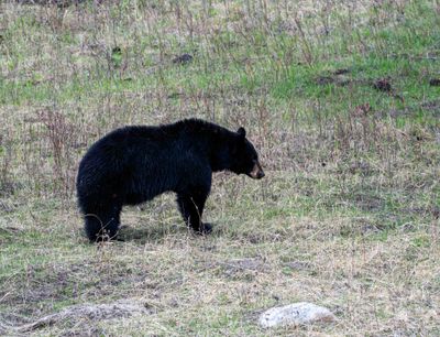 Black Bear at Floating Island Lake.jpg