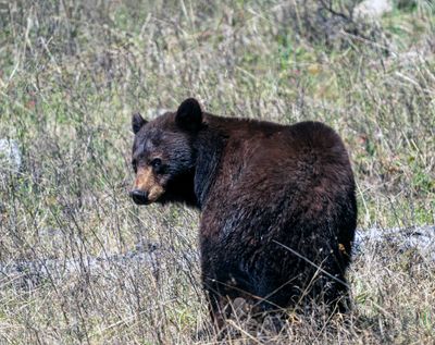 Black Bear Looking Over His Shoulder at Slough Creek.jpg