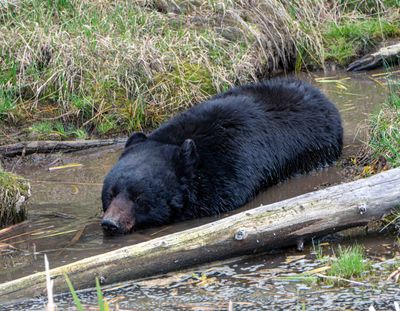 Black Bear Mud Bath.jpg